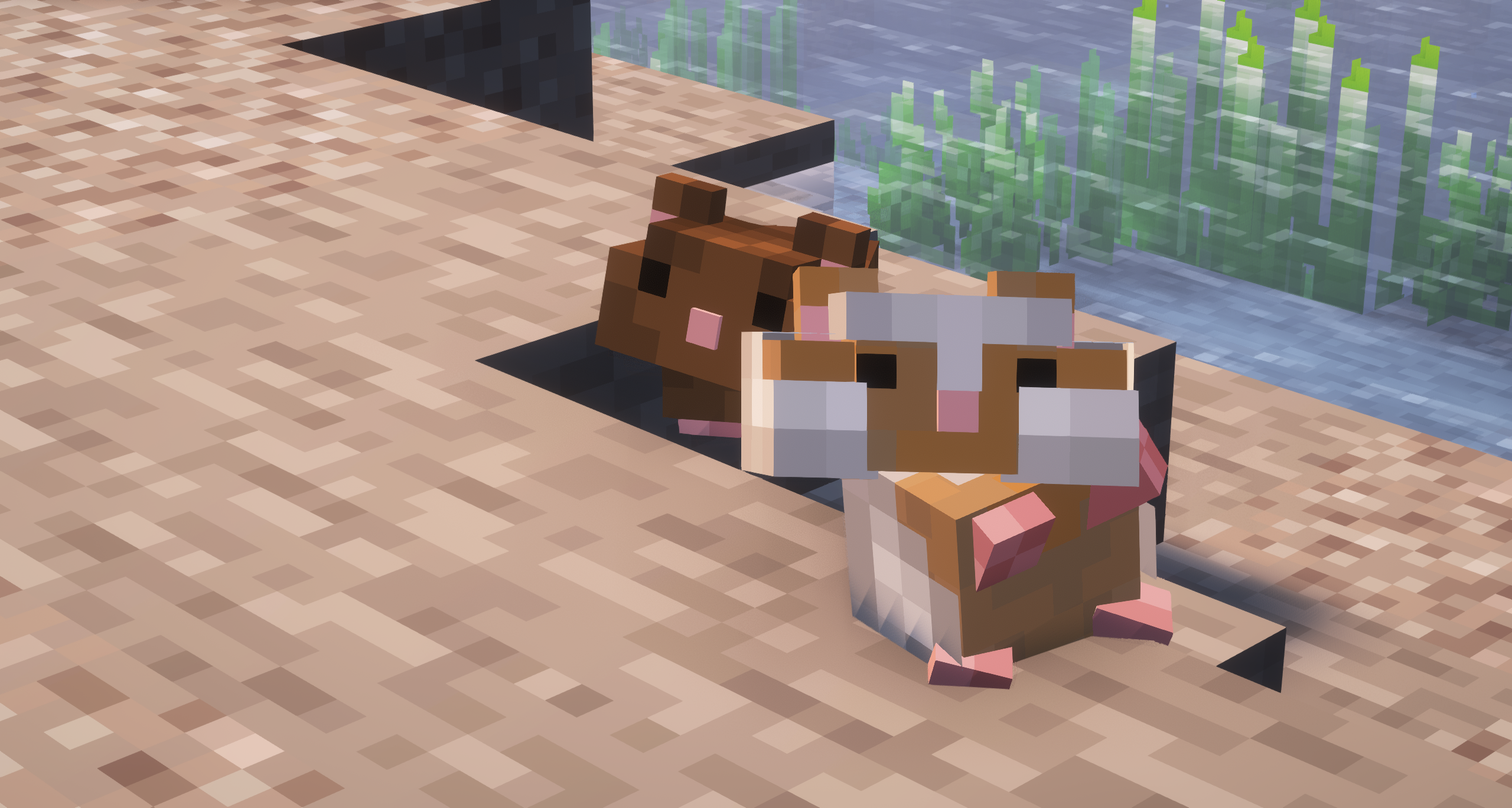 Hamster Pets